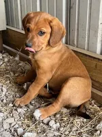 Teddy, a male Australian Shepherd and Rhodesian Ridgeback for sale in Bradleyville, MO – Photo 5 of 5