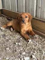 Teddy, a male Australian Shepherd and Rhodesian Ridgeback for sale in Bradleyville, MO – Photo 4 of 5