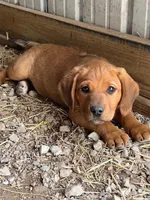 Teddy, a male Australian Shepherd and Rhodesian Ridgeback for sale in Bradleyville, MO – Photo 2 of 5