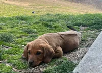 Teddy, a male Australian Shepherd and Rhodesian Ridgeback for sale in Bradleyville, MO – Photo 3 of 5
