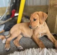Goldie, a female Australian Shepherd and Rhodesian Ridgeback for sale in Bradleyville, MO – Photo 1 of 3