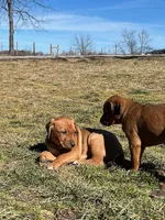 Goldie, a female Australian Shepherd and Rhodesian Ridgeback for sale in Bradleyville, MO – Photo 3 of 3