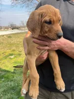 Goldie, a female Australian Shepherd and Rhodesian Ridgeback for sale in Bradleyville, MO – Photo 2 of 3