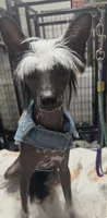 Jada, a female Chinese Crested for sale in Albany, GA – 2 of 5