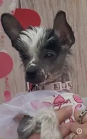 Jada, a female Chinese Crested for sale in Albany, GA – 5 of 5