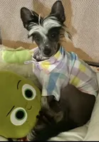 Jada, a female Chinese Crested for sale in Albany, GA – 4 of 5