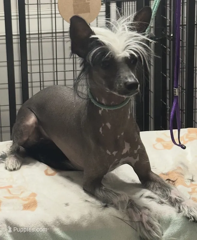 Jada – Chinese Crested puppy for sale in Albany, GA