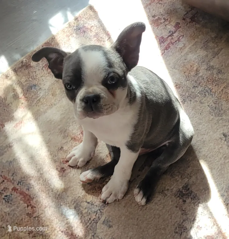 Endo – Boston Terrier puppy for sale in Calhan, CO