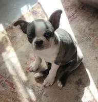 Endo, a male Boston Terrier for sale in Calhan, CO – 1 of 3