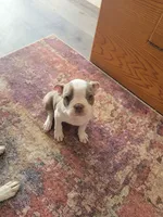 Charlie, a female Boston Terrier for sale in Calhan, CO – 2 of 2