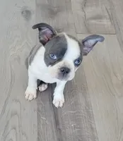 Endo, a male Boston Terrier for sale in Calhan, CO – 3 of 3