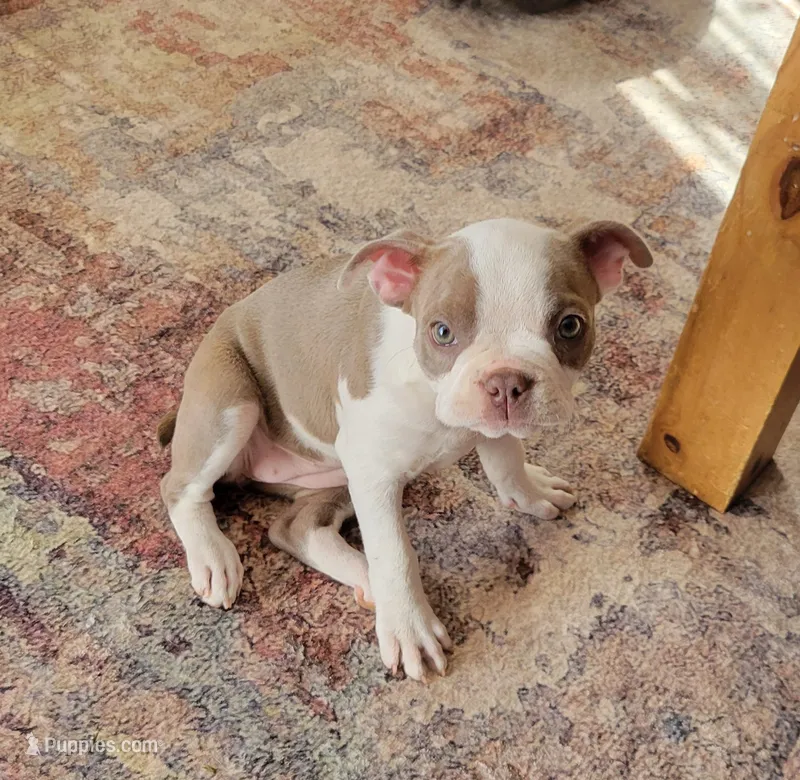 Charlie – Boston Terrier puppy for sale in Calhan, CO