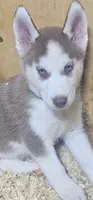 Vanilla , a female Siberian Husky for sale in Springfield, MA – 2 of 5