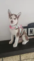 Summer , a female Siberian Husky for sale in Springfield, MA – 5 of 9