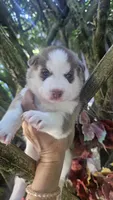 Rusty , a  Siberian Husky for sale in Springfield, MA – 5 of 9