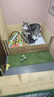 Shadow , a male Siberian Husky for sale in Springfield, MA – 8 of 10