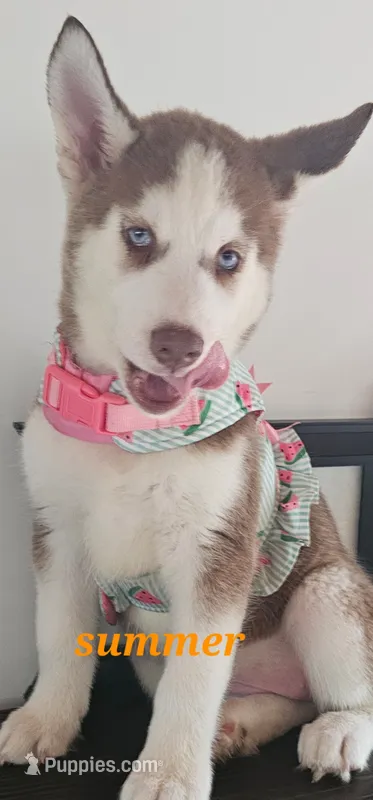 Summer  – Siberian Husky puppy for sale in Springfield, MA