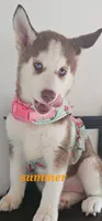 Summer , a female Siberian Husky for sale in Springfield, MA – 1 of 9
