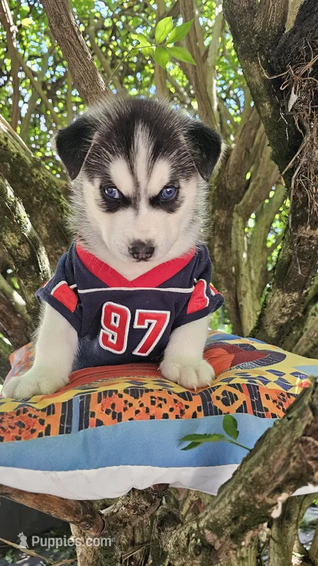 Shadow  – Siberian Husky puppy for sale in Springfield, MA