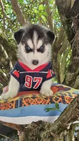 Shadow , a male Siberian Husky for sale in Springfield, MA – 1 of 10