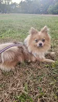 Chopper , a male Pomeranian for sale in Springfield, MA – 8 of 10