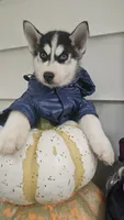 Thunder , a male Siberian Husky for sale in Palmer, MA – 6 of 10