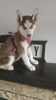 Luna , a female Siberian Husky for sale in Springfield, MA – 6 of 9