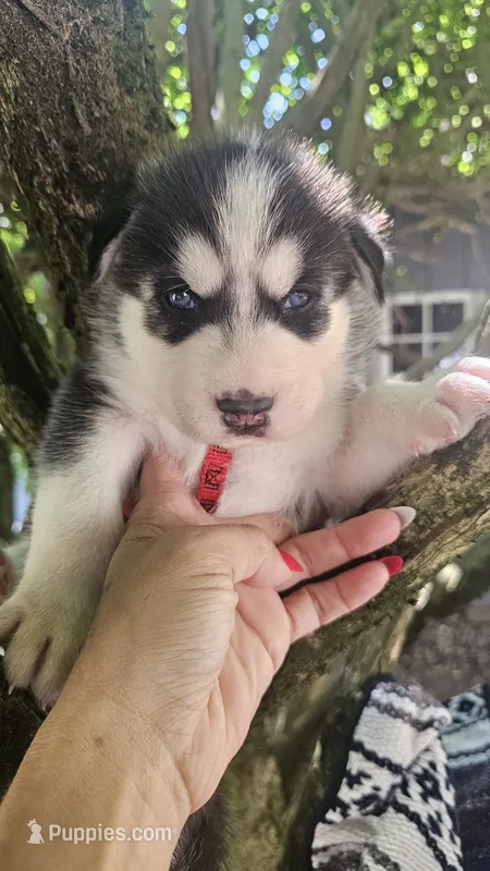 Thunder  – Siberian Husky puppy for sale in Springfield, MA