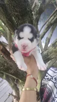 Mika, a female Siberian Husky for sale in Springfield, MA – 2 of 5