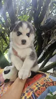 Max, a male Siberian Husky for sale in Springfield, MA – 6 of 8