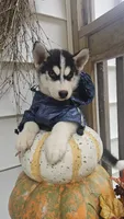 Thunder , a male Siberian Husky for sale in Palmer, MA – 9 of 10