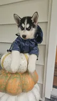 Thunder , a male Siberian Husky for sale in Palmer, MA – 7 of 10