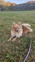 Chopper , a male Pomeranian for sale in Springfield, MA – 10 of 10