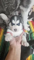 Thunder , a male Siberian Husky for sale in Springfield, MA – 2 of 6