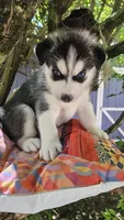 Shadow , a male Siberian Husky for sale in Springfield, MA – 7 of 10