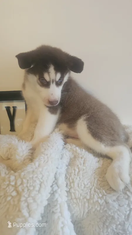 Maya – Siberian Husky puppy for sale in Springfield, MA