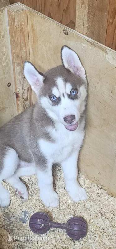 Maya – Siberian Husky puppy for sale in Springfield, MA