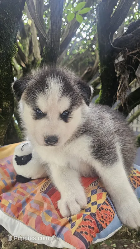 Max – Siberian Husky puppy for sale in Springfield, MA