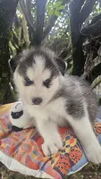 Max, a male Siberian Husky for sale in Springfield, MA – 1 of 8