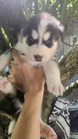 Thunder , a male Siberian Husky for sale in Springfield, MA – 4 of 4