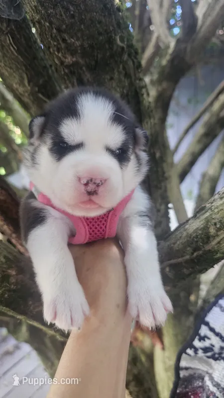 Mika – Siberian Husky puppy for sale in Springfield, MA