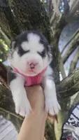 Mika, a female Siberian Husky for sale in Springfield, MA – 1 of 5