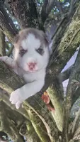 Luna , a  Siberian Husky for sale in Springfield, MA – 3 of 4
