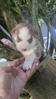 Rusty , a  Siberian Husky for sale in Springfield, MA – 4 of 9