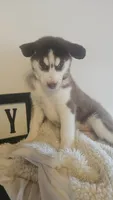 Maya, a female Siberian Husky for sale in Springfield, MA – 2 of 6