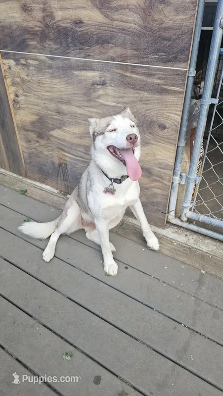 Vanilla  – Siberian Husky puppy for sale in Springfield, MA