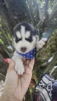 Thunder , a male Siberian Husky for sale in Springfield, MA – 5 of 6