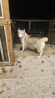 Vanilla , a female Siberian Husky for sale in Palmer, MA – 7 of 8