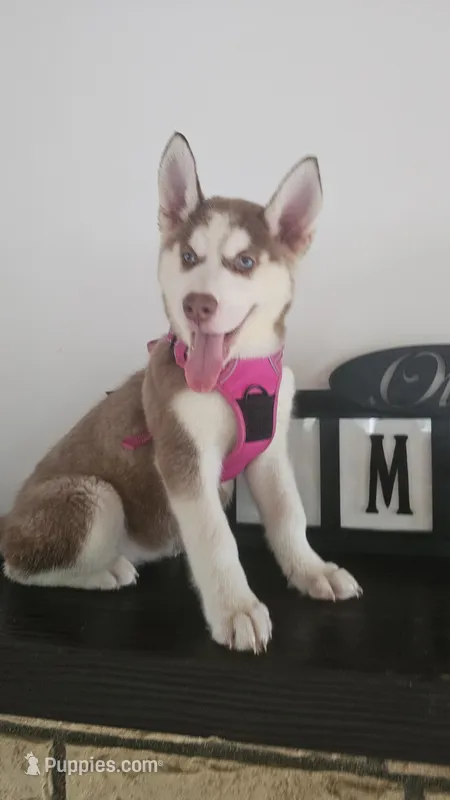 Luna  – Siberian Husky puppy for sale in Springfield, MA