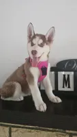 Luna , a female Siberian Husky for sale in Springfield, MA – 1 of 9
